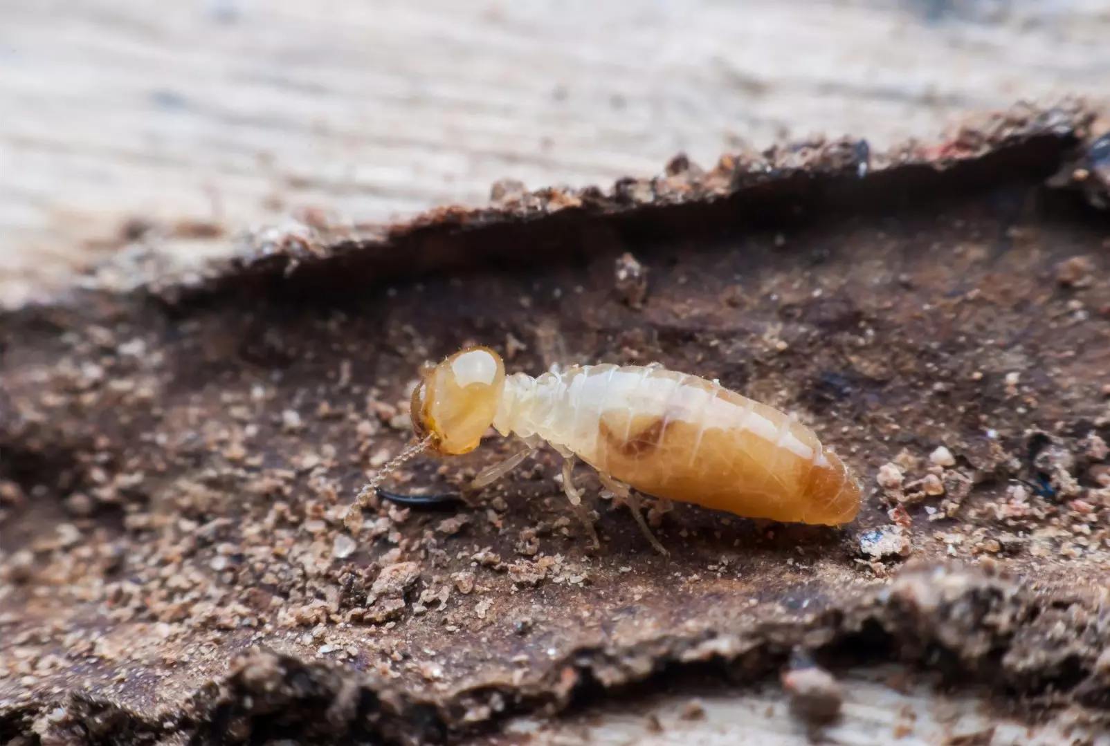 blog_and_facebook_pic_news_pests_v2 blog_and_facebook_pic_news_pests_v2
